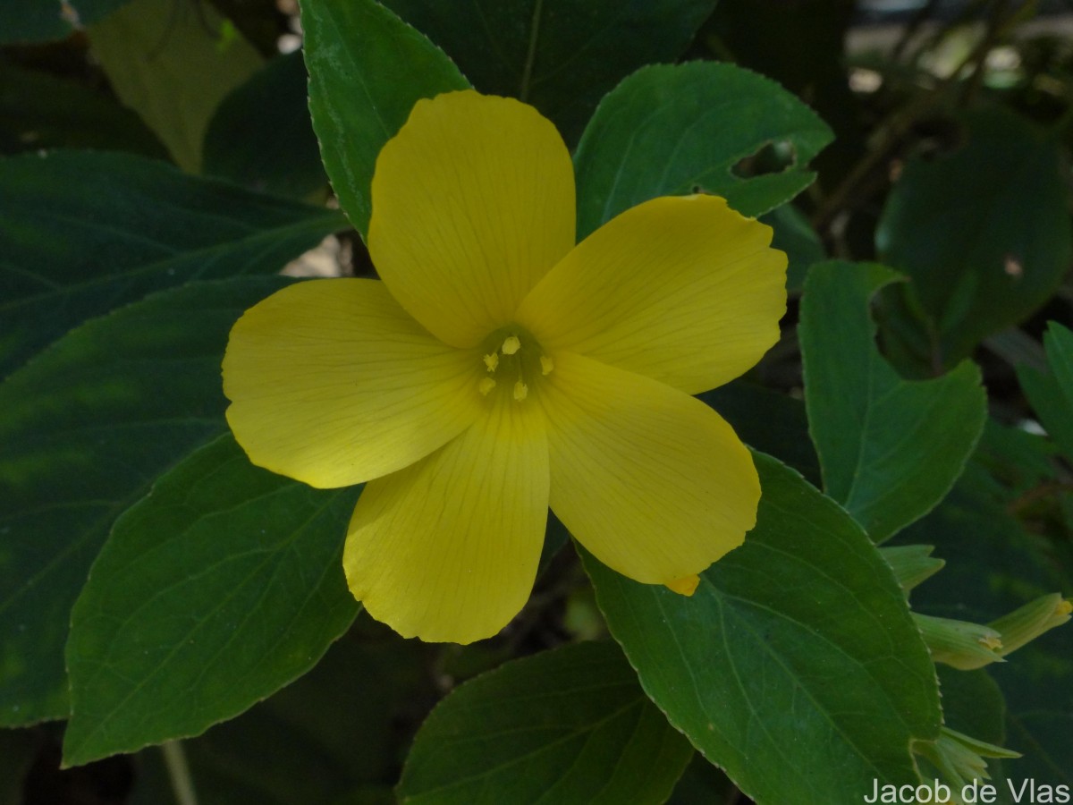 Reinwardtia indica Dumort.